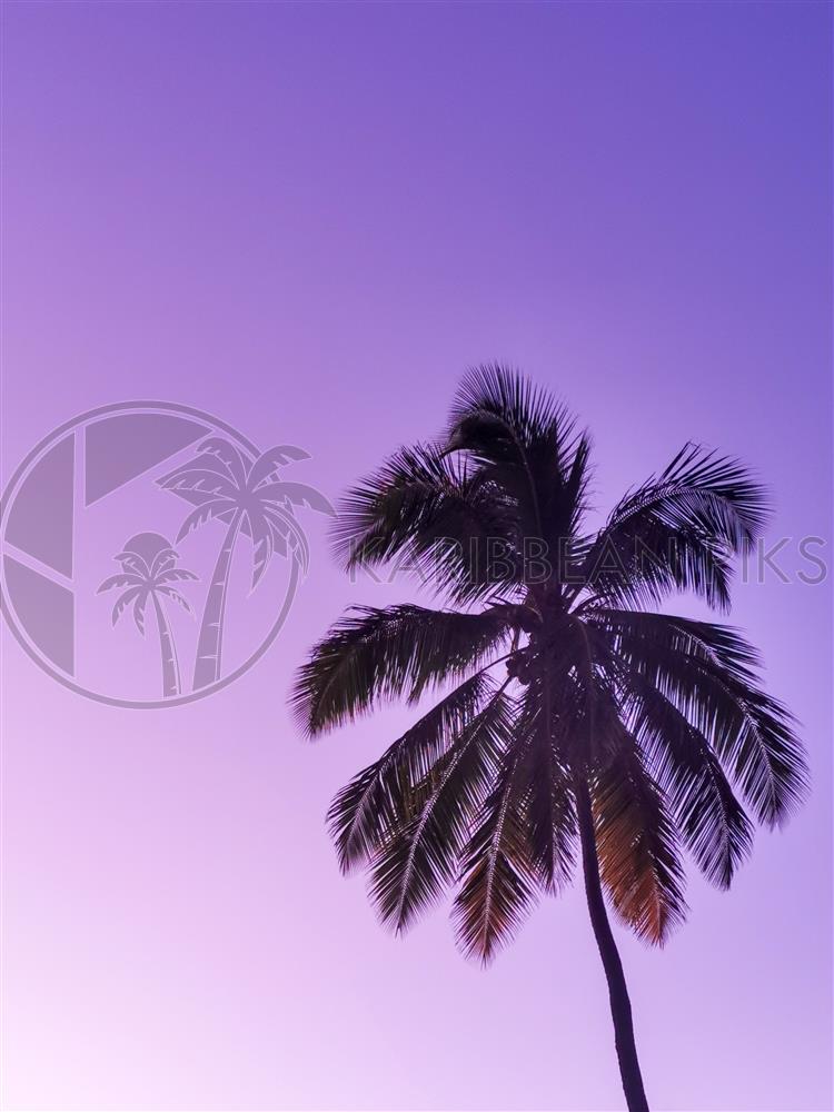 Cocotier sur ciel violet