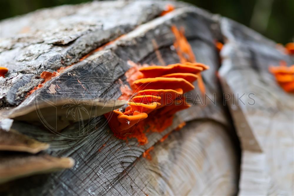 Jolis champignons orange sur le tronc d'un arbre