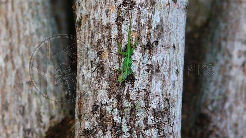 Lézard vert (anoli vert ) posé sur un tronc d'arbre