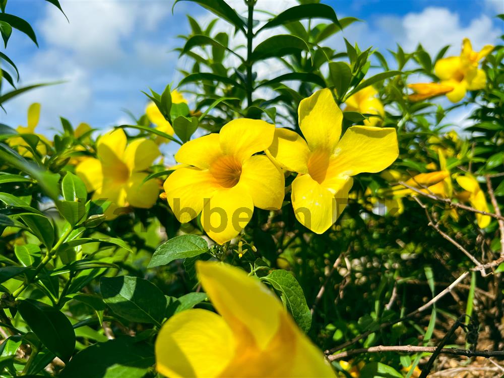 Petite fleur jaune éclatante Allamanda