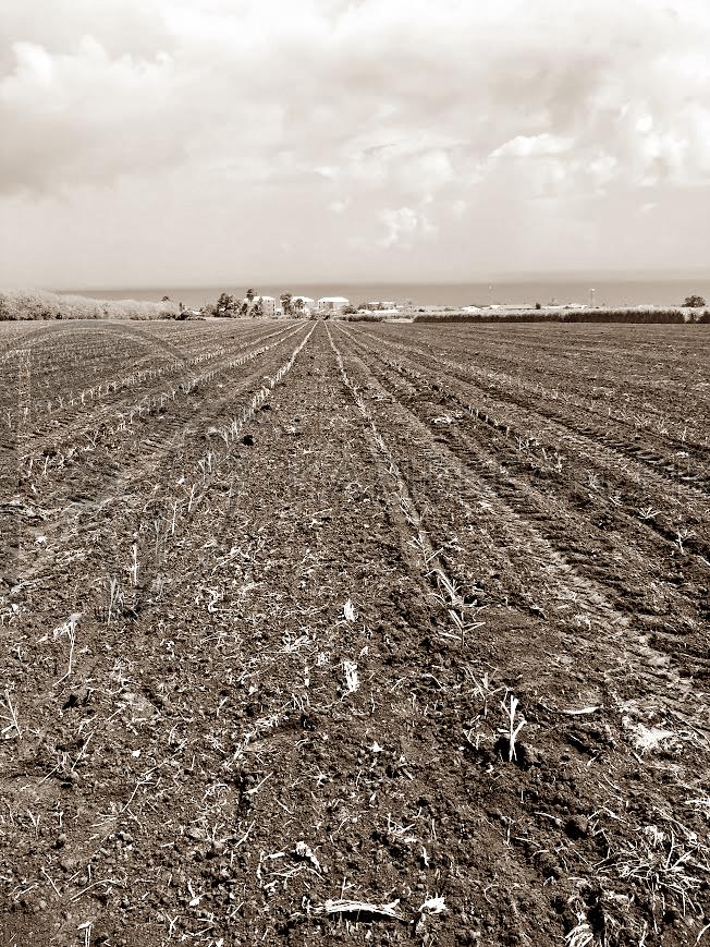 Plantation de canne à sucre